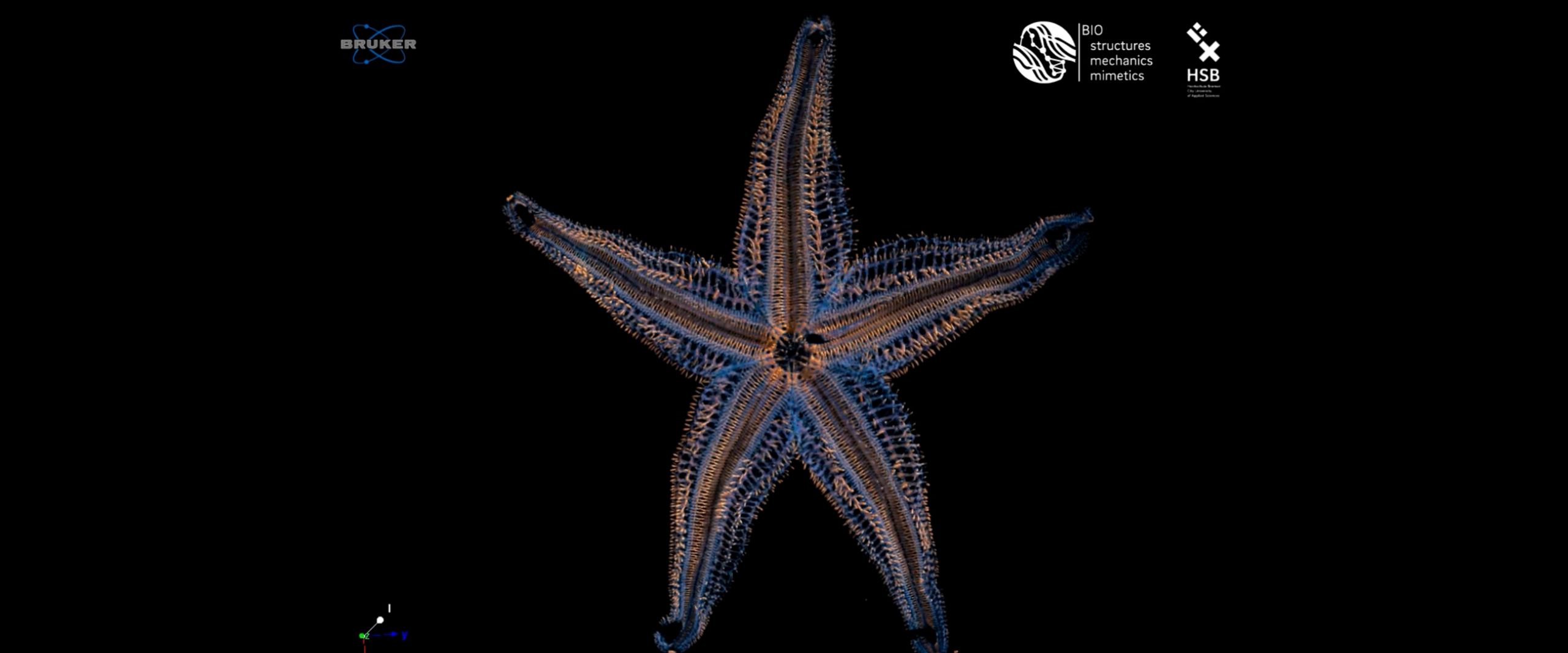 Starfish  Graphic with a colourful, transparent starfish and dark background