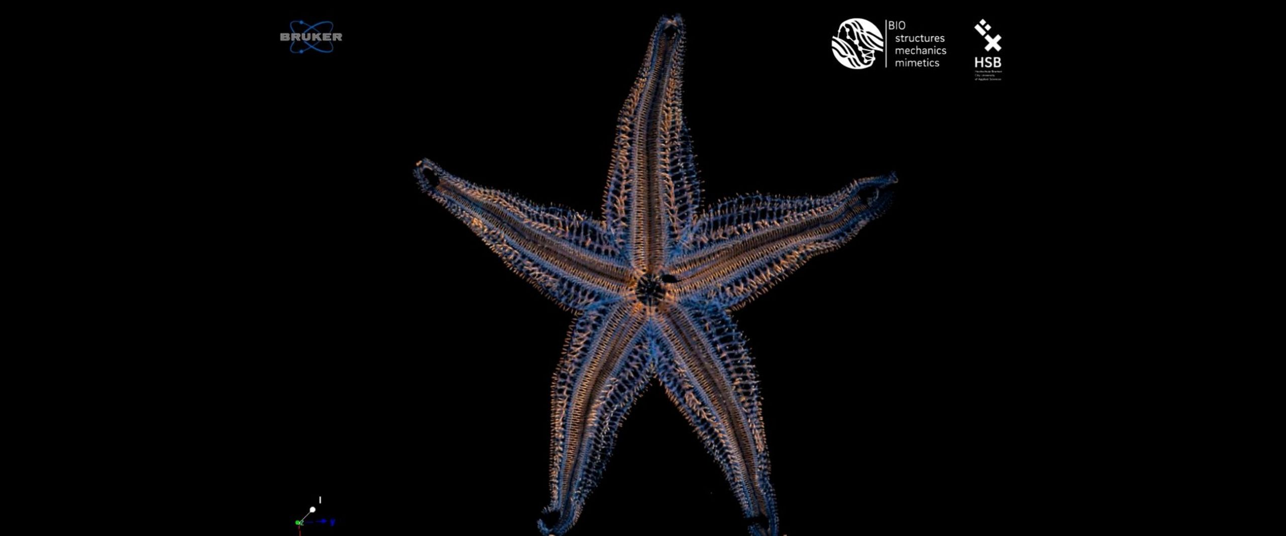 Graphic with a colourful, transparent starfish and dark background