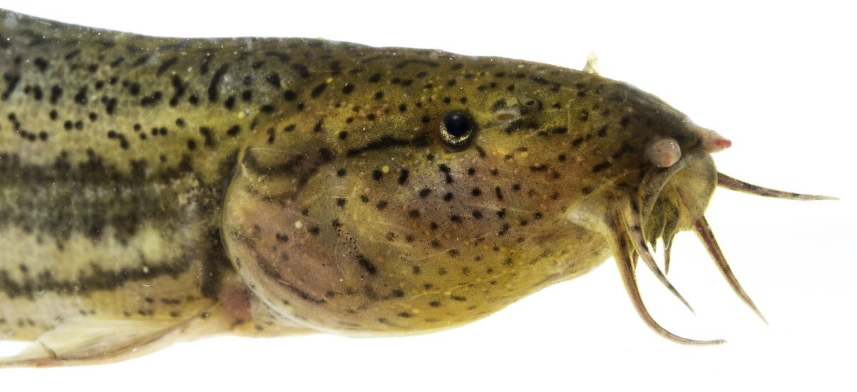 seitliche Ansicht des Kopfes eines aalartigen Fisches