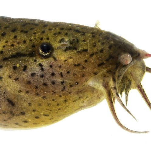 seitliche Ansicht des Kopfes eines aalartigen Fisches