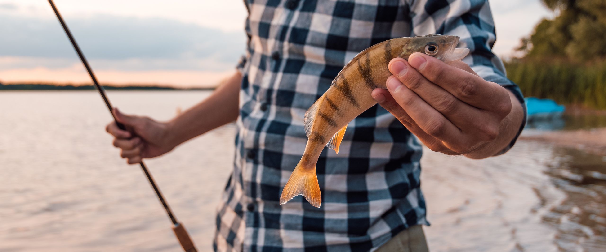 Angler-Flussbarsch_perch-4487636 Geangelter Flussbarsch