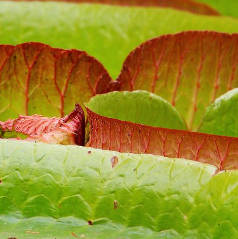 Blattkante eines Seerosenblattes