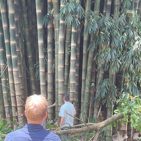 Zwei M&auml;nner stehen vor Bambuspflanzen