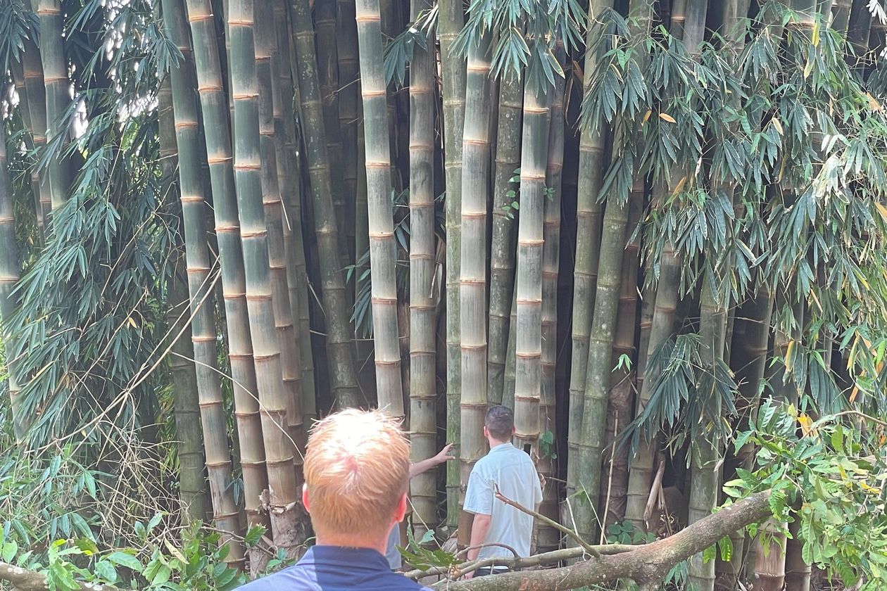 Workshop Brasilien Prof. Müssig Zwei Männer stehen vor Bambuspflanzen