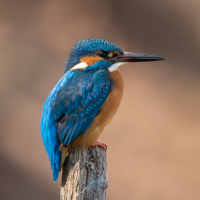 Kingfisher auf einem Holzpoller sitzend.