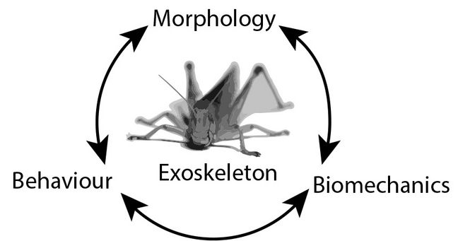 Illustration of the correlation between morphology biomechanics and behaviour 
