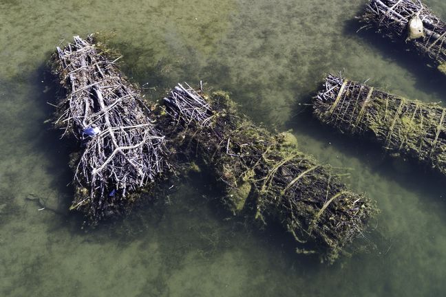 Vier Totholzbündel liegen während einer Hitzeperiode in einem Baggersee mit niedrigem Wasserstand. An den Holzbündeln sind mit Sand gefüllte Jutesäcke mit Seilen befestigt. Auf dem linken Totholzbündel sitzt ein weißer Wasservogel mit grauem Kopf und langem, spitzem Schnabel. Das Foto ist während des wissenschaftlichen Vorgänger-Projektes "BAGGERSEE" 2022 entstanden.