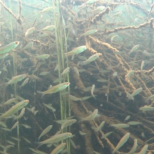 Fische im Totholz Fische schwimmen zwischen Holz und Seegras