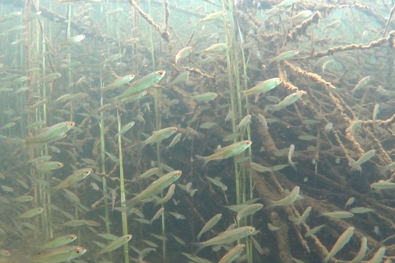 Fische schwimmen zwischen Holz und Seegras