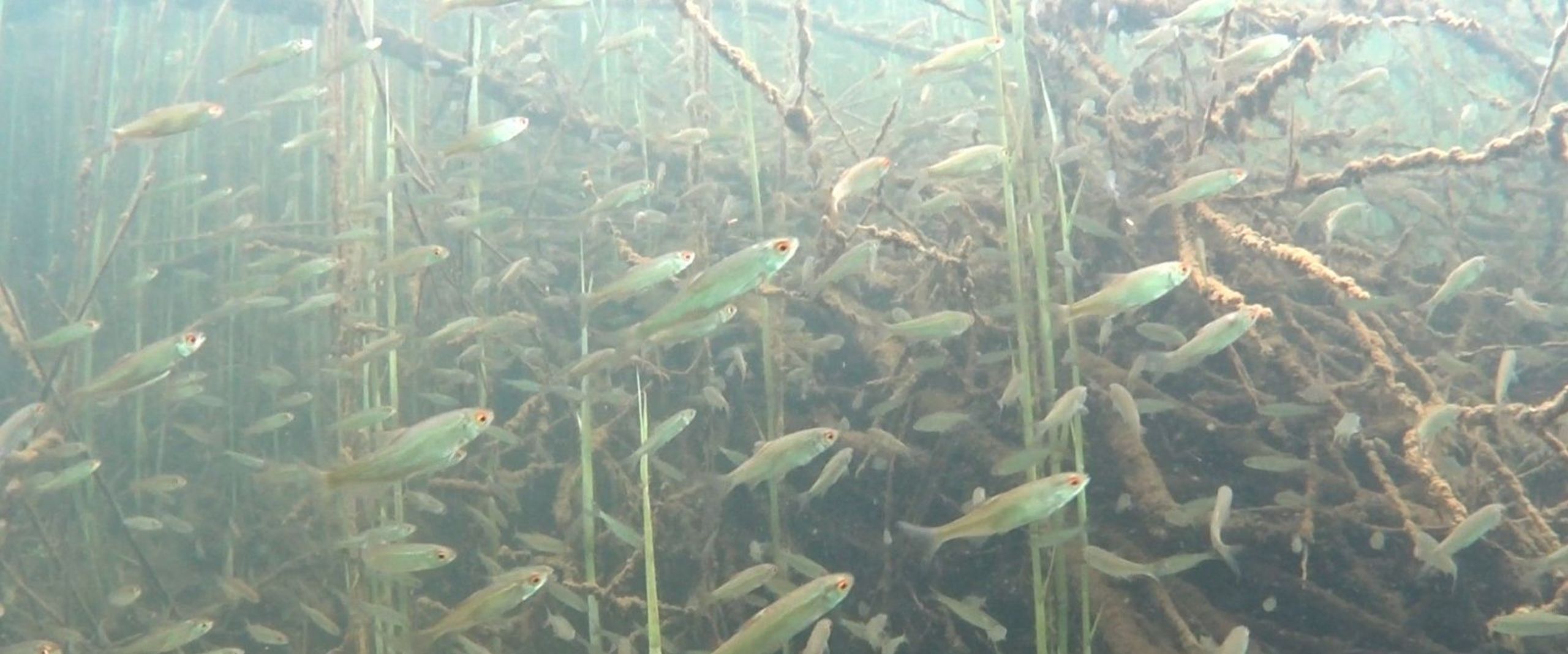Fische schwimmen zwischen Holz und Seegras