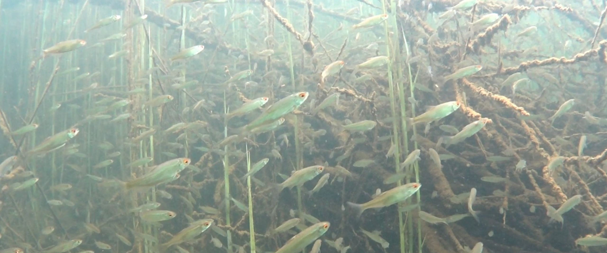 Fische im Totholz Fische schwimmen zwischen Holz und Seegras