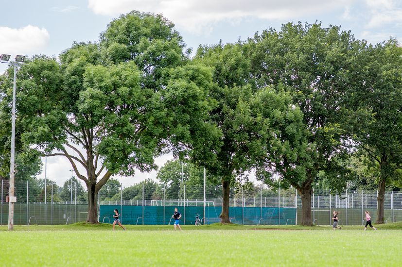Eine Wiese mit B&auml;umen und im Hintergrund sind L&auml;ufer:innen zu sehen.