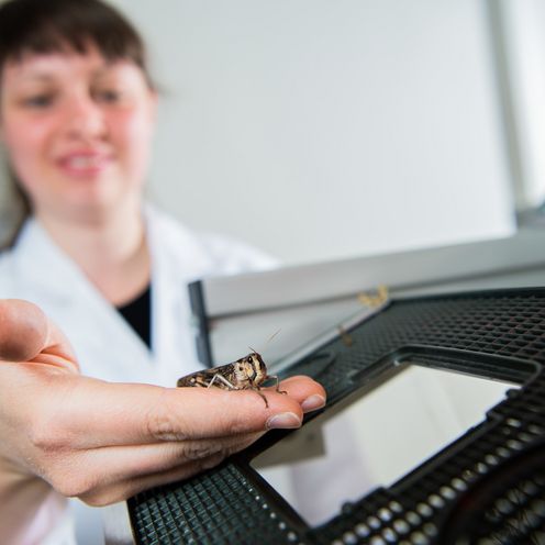 Studierende mit Heuschrecke 