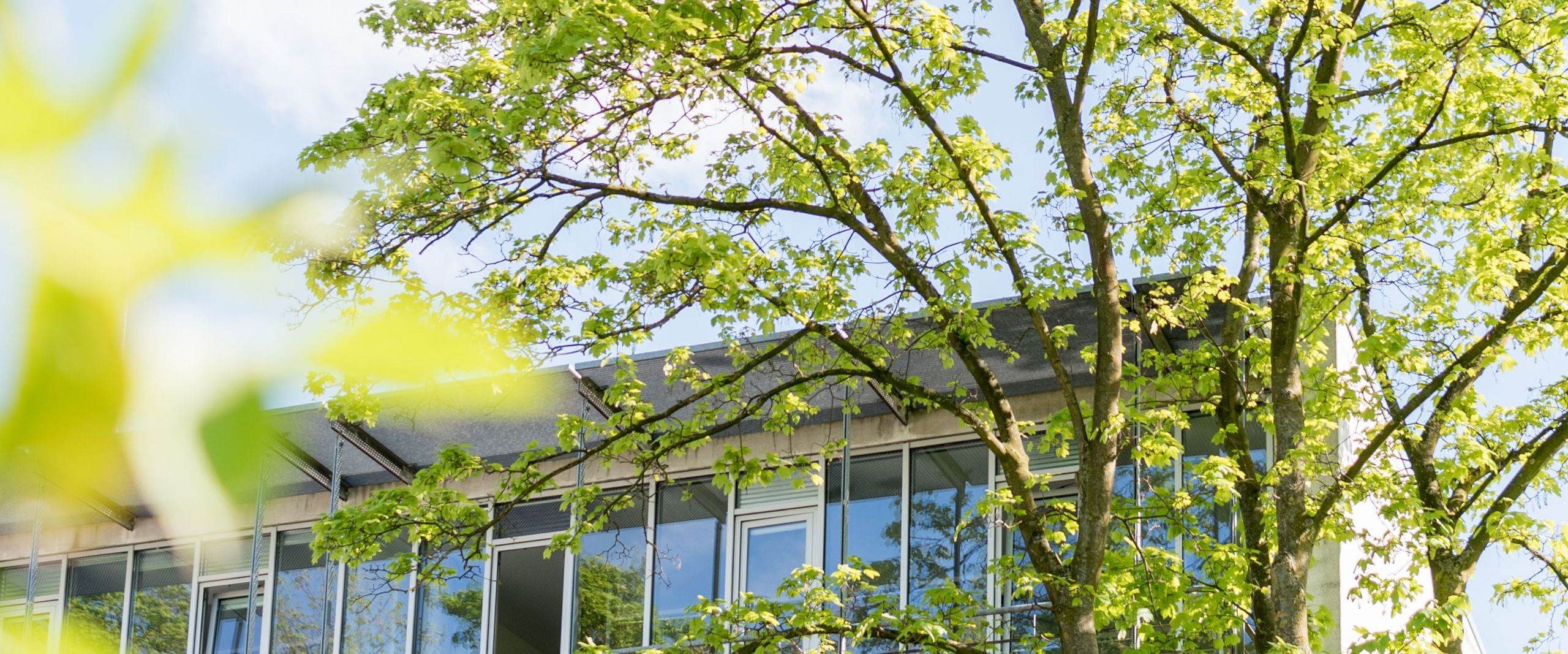 Werderstraße im Frühling