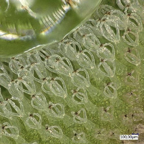 Nahaufnahme der Alge Salvinia molesta