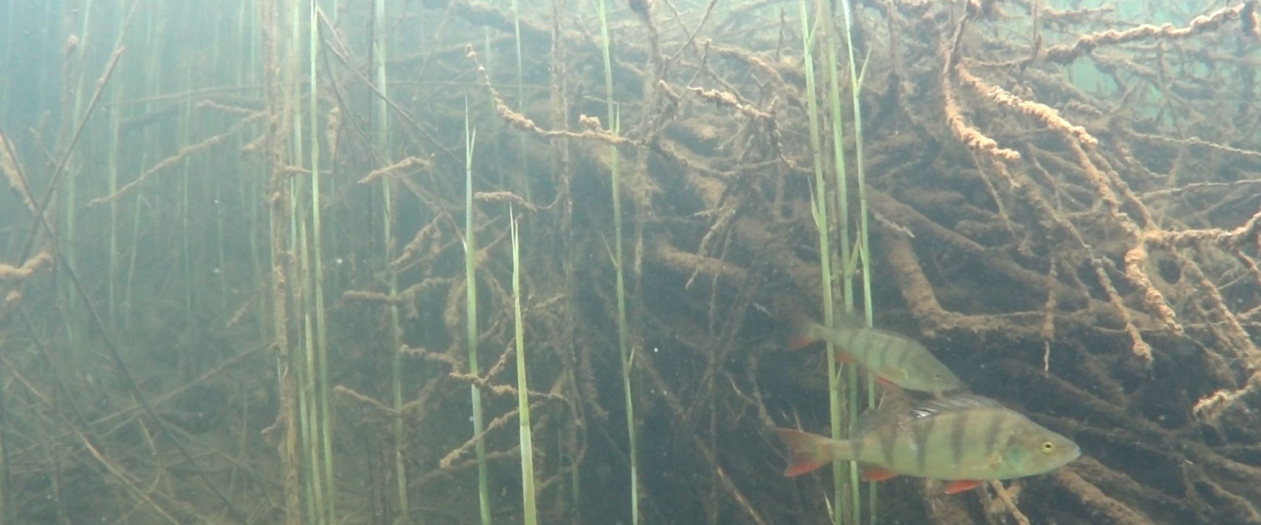 Zwei Barsche schwimmen unterwasser vor einem Totholzbündel im Baggersee. Das Bild wurde im Rahmen des Vorgänger-Projekt "BAGGERSEE" aufgenommen. Es illustriert, dass Totholzbündel in Baggerseen ein Rückzugsort für Barsche sind und ihren Bestand im Baggersee langfristig erhöhen können.