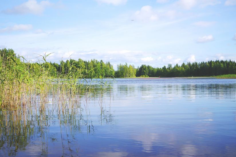 Ein See mit blauem Wasser und Schilf am Ufer, im Hintergrund grüne Bäume und blauer Himmel.