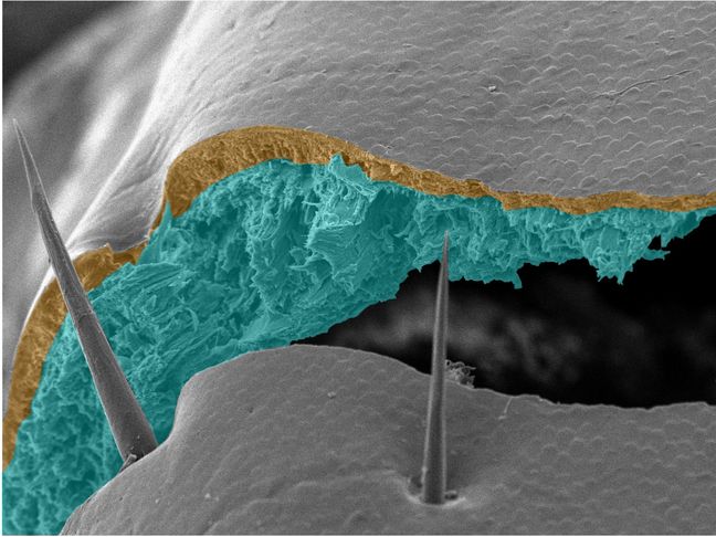 SEM image showing a crack through the exo- and endocuticle of a locust tibia