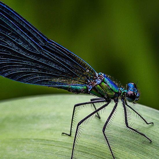 Kleinlibelle auf einem Blatt