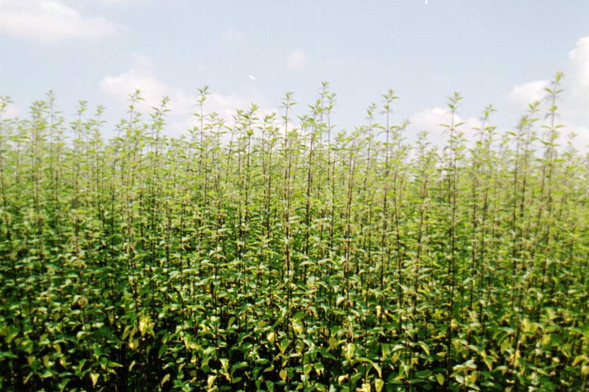 Feld mit Brennnesseln