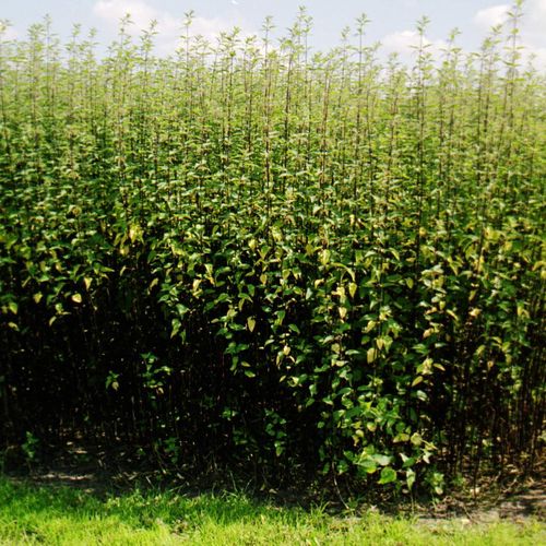 Feld mit Brennnesseln