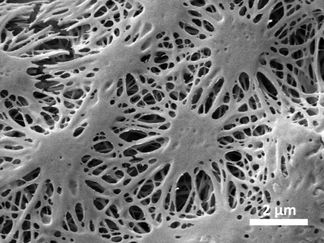 Salt-induced self-assemblly of nanofibrous fibrinogen scaffolds