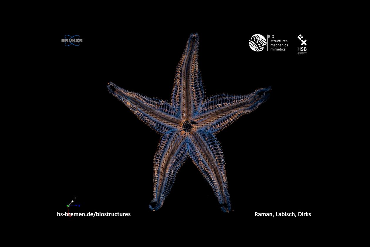 Graphic with a colourful, transparent starfish and dark background