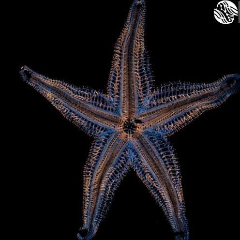 Grafik mit einem bunten, transparenten Seestern und dunklem Hintergrund