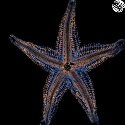 Graphic with a colourful, transparent starfish and dark background