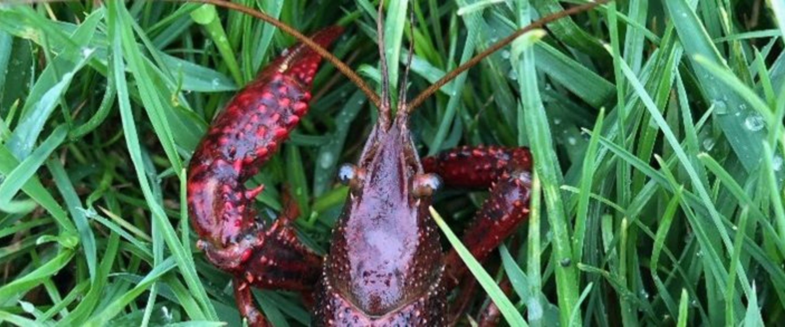 Das Foto zeigt einen Roten Amerikanischen Sumpfkrebs, eine invasive Art, auf einer Wiese im Bremer Stadtteil Grolland. Die Aufnahme entstand während der Datenerhebung im Flusskrebs-Projekt, einer Masterarbeit im Internationalen Masterstudiengang für Technische und Angewandte Biologie (ISTAB) der Hochschule Bremen (HSB) in Zusammenarbeit mit dem Alfred-Wegener-Institut Bremerhaven (AWI) und der Bremer Naturschutzbehörde.