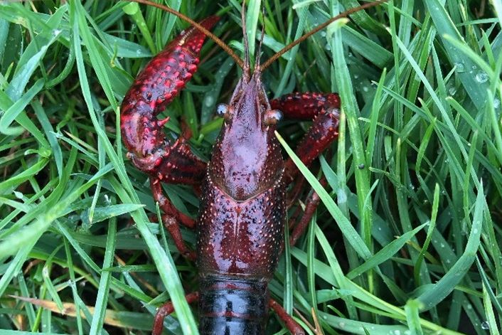 Roter Amerikanischer Sumpfkrebs Das Foto zeigt einen Roten Amerikanischen Sumpfkrebs, eine invasive Art, auf einer Wiese im Bremer Stadtteil Grolland. Die Aufnahme entstand während der Datenerhebung im Flusskrebs-Projekt, einer Masterarbeit im Internationalen Masterstudiengang für Technische und Angewandte Biologie (ISTAB) der Hochschule Bremen (HSB) in Zusammenarbeit mit dem Alfred-Wegener-Institut Bremerhaven (AWI) und der Bremer Naturschutzbehörde.