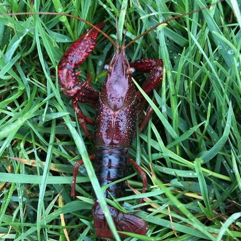 Das Foto zeigt einen Roten Amerikanischen Sumpfkrebs, eine invasive Art, auf einer Wiese im Bremer Stadtteil Grolland. Die Aufnahme entstand während der Datenerhebung im Flusskrebs-Projekt, einer Masterarbeit im Internationalen Masterstudiengang für Technische und Angewandte Biologie (ISTAB) der Hochschule Bremen (HSB) in Zusammenarbeit mit dem Alfred-Wegener-Institut Bremerhaven (AWI) und der Bremer Naturschutzbehörde.