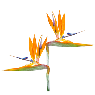 Strelitzie Zwei bunte Strelitzienblüten, je eine nach rechts und nach links zeigend.