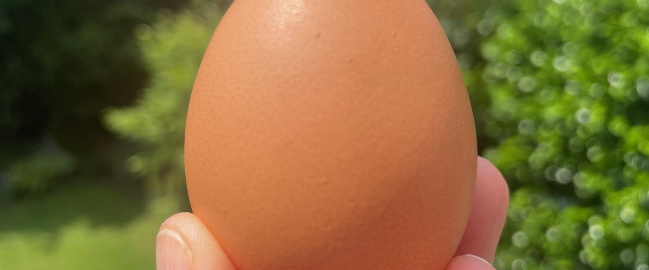 Hand h&auml;lt ein braunes H&uuml;hnerei