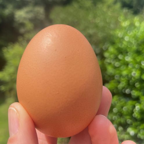 Hand h&auml;lt ein braunes H&uuml;hnerei