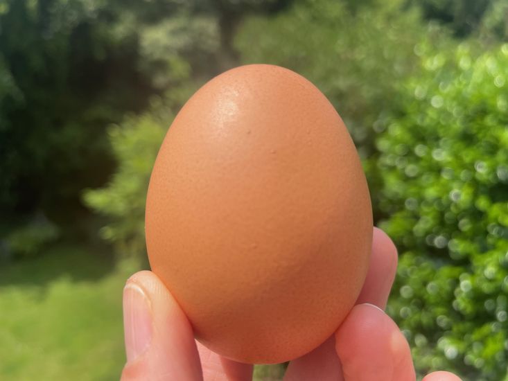 Hand h&auml;lt ein braunes H&uuml;hnerei